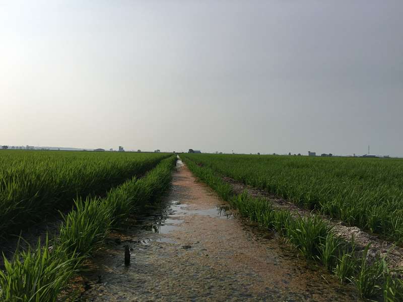 sekinchan-paddy-field